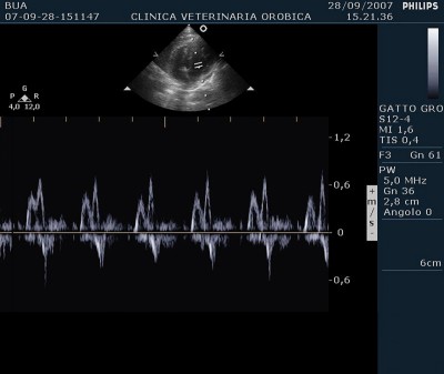 Cardiomiopatia Ipertrofica Gatto-Profilo diastolico da alterato rilasciamento EA 1